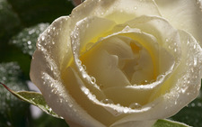 Shahad