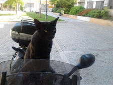 Tonisq