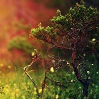 عبدالرحمن باقطيان