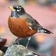 Robin Robin