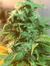 Mary Jane