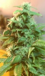 Mary Jane