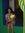 Yasmin | 4 comments