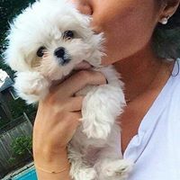 جيهان العرود