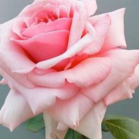 Samar Refaat