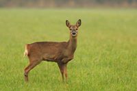 Краси Антонова