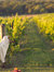 Romance Vinyard