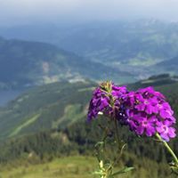 صالح البشري