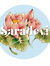 Saradevi