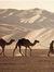 فهد المليك
