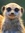 Thehappymeerkat | 69 comments