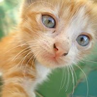 Arbernike Prasiliani