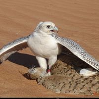 ناصر علي السعدي التميمي