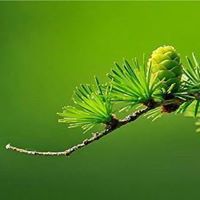 Пламен Димитров