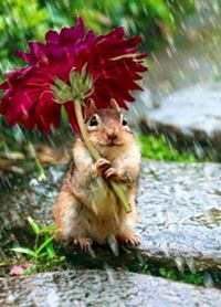 จ๋อม แจ๋ม