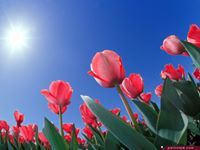 الانفال محمد