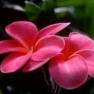 سمر عبد العزيز