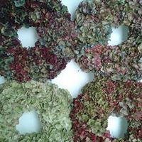 Petra Stevens-Voncken