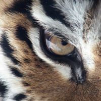 محمود عبد الجليل