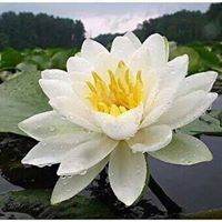 Lotus Flower