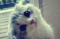 Nhana TipaniAr-Qasha