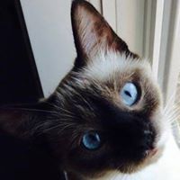 Anita Moontoadie