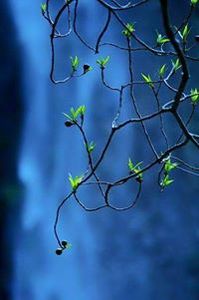 Теодора Колибарова