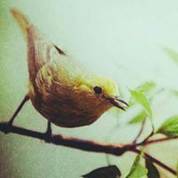 عصفورة صغيرة