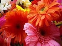 Shameema Aslam