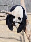 sleeping panda