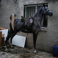 יוסף אבו סויד