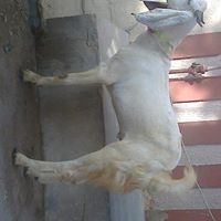 m.umer