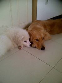 Dickson Andhika Sanjaya