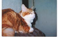 Мирослав М.