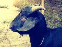 Nebbuchdnezzar Garee