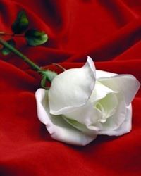 Zenat Ziad