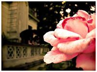 تميمة الورد