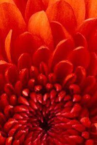 lynne malvin