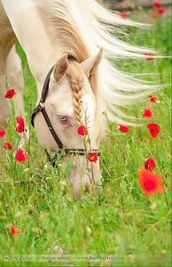 إيمان طارق فؤاد