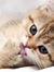 Sammie Arn