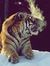 m r afzal