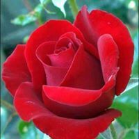 سناء أدويدن