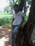 Ahammed...