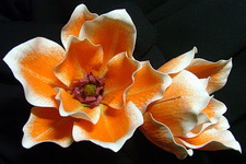 Magnolia