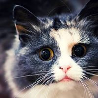 Joshua Cat