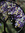 Freia (freiainguz) | 1 comments