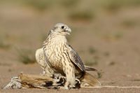 امحمد ابوسن