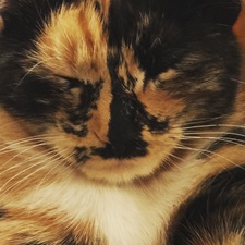 Nina Purtee