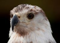 Abukhalil Abdulmomen