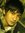 Alvian ...